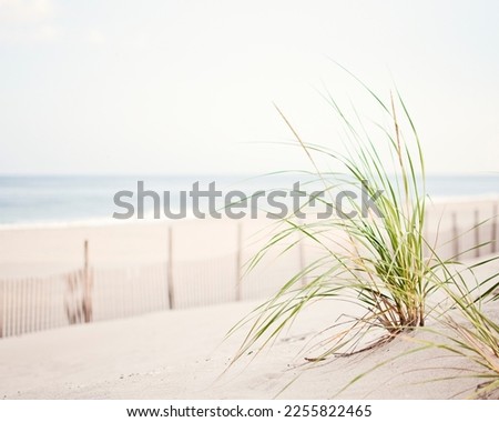 Beach grass on the dunes in neutral colors.  Calming coastal photography. Foto d'archivio © 