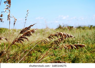 Beach Grass In Ponte Vedra Florida
