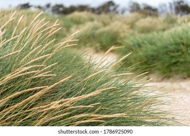 Beach Grass In Sand Dunes On The Swedish West Coast During Summer. Blurred Background, Selective Focus.