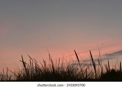 Beach Grass Silhouette During Sunset In The Netherlands