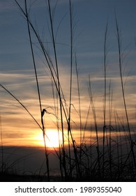 Beach Grass Silhouette With Sunset