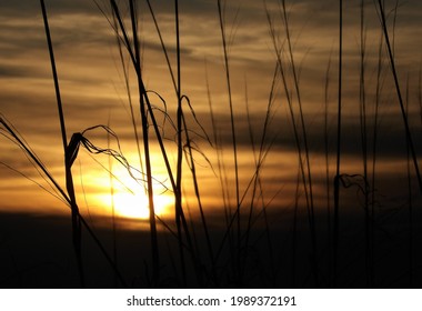 Beach Grass Silhouette With Sunset