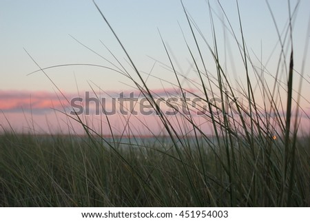Beach grass at sunset