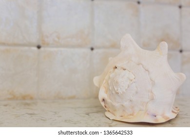 Beach Interior Decor: Sea Shells And Lanterns On The Wooden Coffee Table, Natural Colors. Detail Of Living Room.