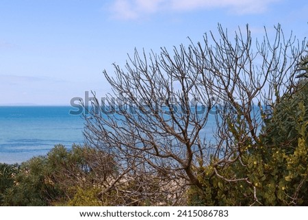 beach landscape with ocean viewed thorugh trees on foreshore