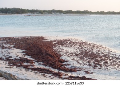 Beach landscape on the Mexican coast of Yucatan of a calm sea with sargassum floating on the shore. - Shutterstock ID 2259115633