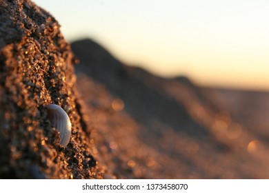 beach landscape - shell with reflections of the sunset
