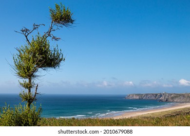 Beach landscape with a tree