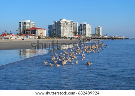 A beach with lots of birds near the Victorian Hotel del Coronado where 