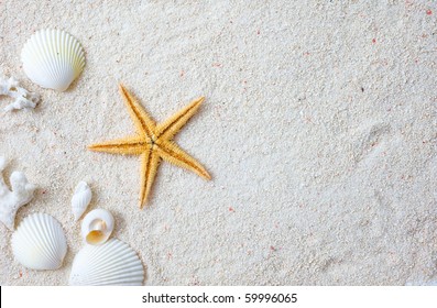Beach with many seashells and starfish.