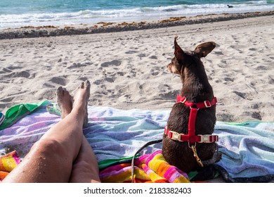 Beach moment by the sea with a pinscher dog in Florida vacation - Shutterstock ID 2183382403
