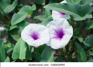 Beach Moonflower In  Garden