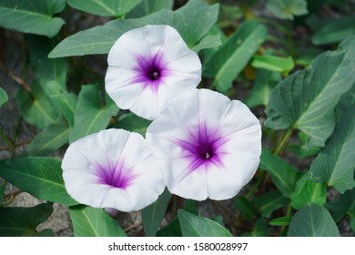 Beach Moonflower In  Garden