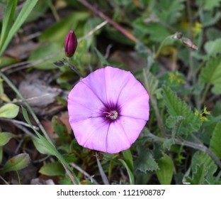 Beach Moonflower Isolated