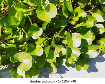 Beach Morning Glory Or Bayhops Beside The Pavement 