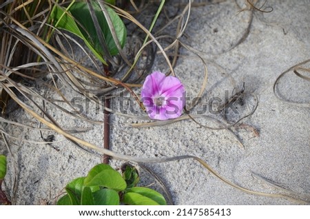 Beach Morning Glory (Ipomoea pes-caprae) on a beach in South Florida.