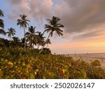 The beach in Naples, Florida at sunset with the waves of the Gulf of Mexico. Palm trees and tropical plants complete the landscape.