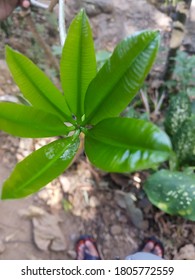 Beach Naupaka Or Scaevola Taccada