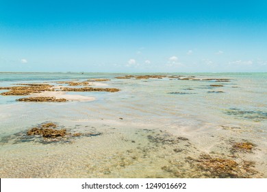 Beach North Of Maceio, Brazil 