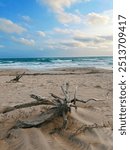 Beach Ocean Landscape Driftwood North Carolina