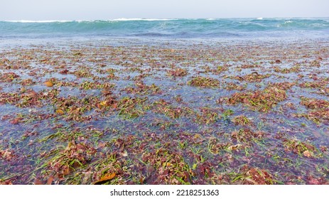 Beach Ocean Water Shoreline Covered   With Marine Sea Weed Kelp Plants Stripped Off Reefs From Waves Natures Power.