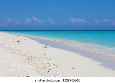 Beach On Coral Cay At North West Island Queensland Australia