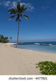 Beach With Palm Tree