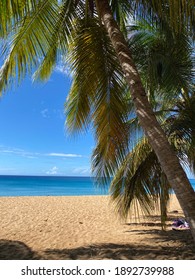 A Beach And A Palm Tree In Guadeloupe 