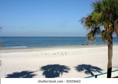 Beach With Palm Tree In Madeira Beach Florida.