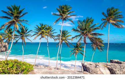 Beach With Palm Trees And Rocks, Anse Lazio Beach On Praslin Island, Beach Lifestyle, Beach With Blue Lagoon And Palm Trees HD