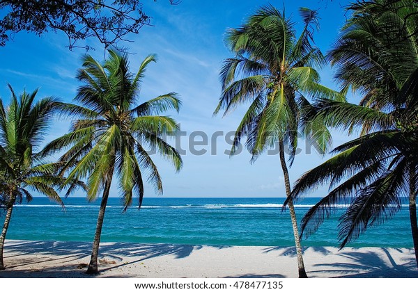 Tiwi beach Wall Mural with Palm Trees