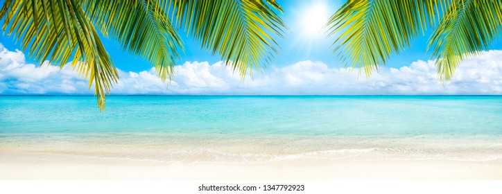 Beach panorama with palm tree as background image