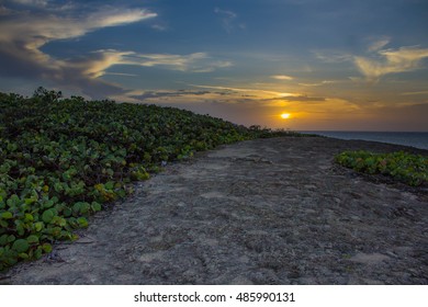 Beach path 