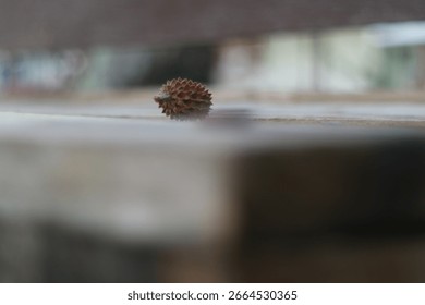 Beach pine cones that fall on the sand. The tree's name is Casuarina equisetifolia, common name is Coastal She-oak or Horsetail She-oak