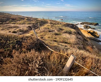 Beach Plants Along The California Coast Line￼