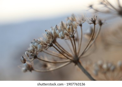 Beach plants with dried flower seeds. Bright white sky. Blue-grey and beige blur from the beach behind. Warm and neutral tones. Seeds and their details catch the light of dusk. Survival and resilience - Powered by Shutterstock