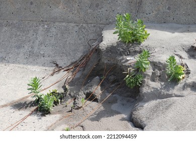 Beach Plants Threatened By Coastal Erosion