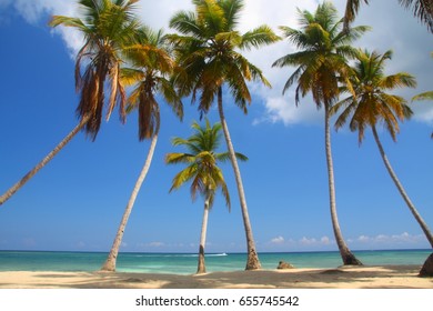 Plage Cocotiers Photos Et Images De Stock Shutterstock