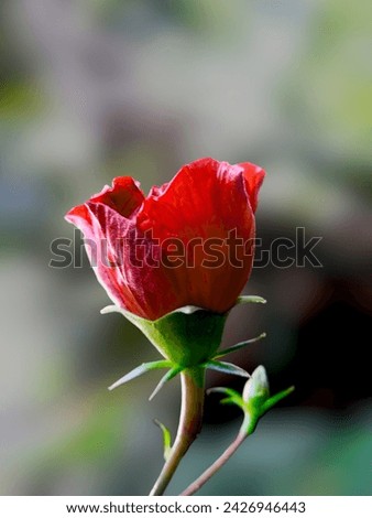 Beach rose, China rose, Garden roses Red rose flower close up 