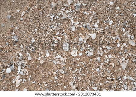 Beach sand covered with broken seashell fragments creating a natural coastal texture background.
