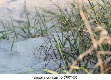 Beach Sand Grass Emerald Isle NC