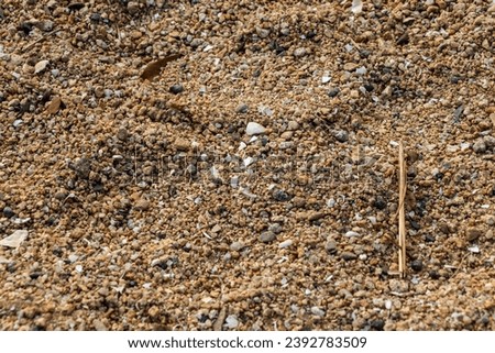 Beach sand with small shells