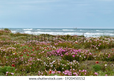 Beach scape, wild flower meadow with the sea on the background. Tranquil scenery, outdoor living. 