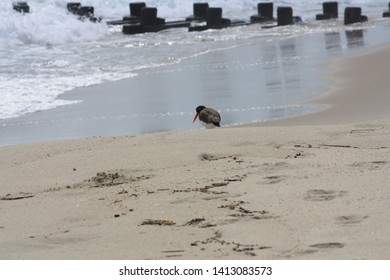 Beach At Sea Bright, NJ