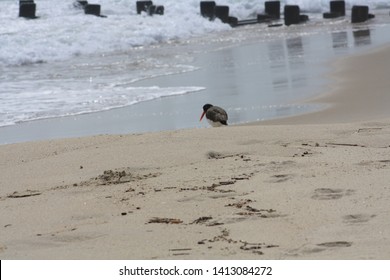 Beach At Sea Bright, NJ