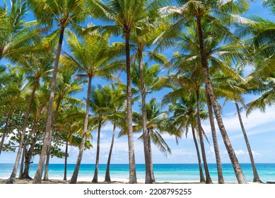 Beach Sea Coconut Tree On Beach Stock Photo 2208795255 | Shutterstock