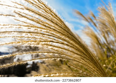 Beach Sea Grass, Sunny Day By the Sea - Powered by Shutterstock