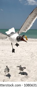 Beach Seagull French Fry