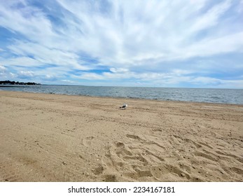 Beach with seagull and wispy clouds.