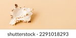 Beach seashells on colored background. Mock up with copy space.